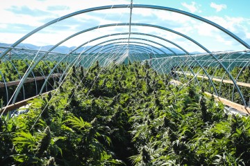 Harm of Marijuana Farms to Environment, New Study Finds